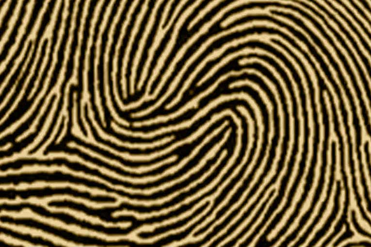 types of fingerprints double loop