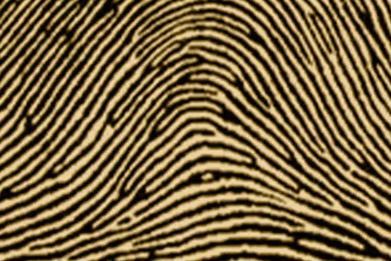 types of fingerprints plain arch