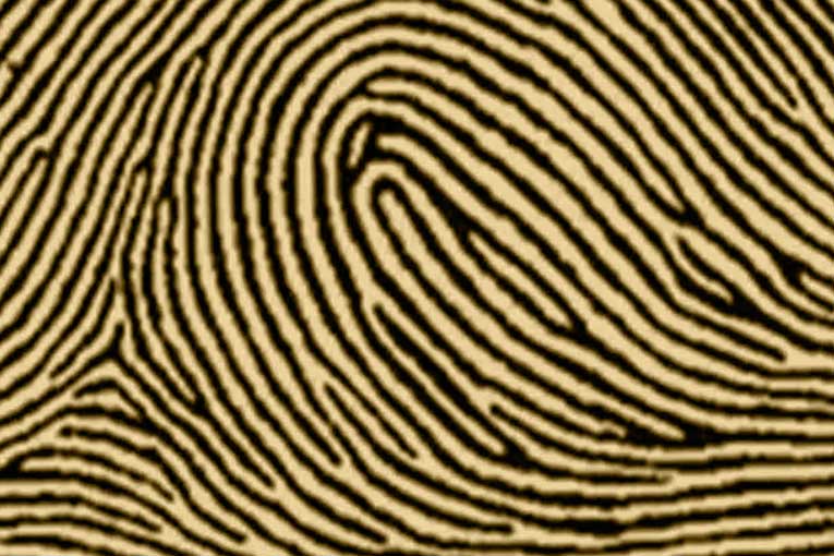types of fingerprints radial loop