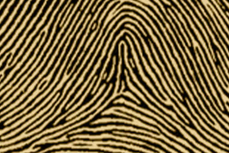 types of fingerprints tented arch