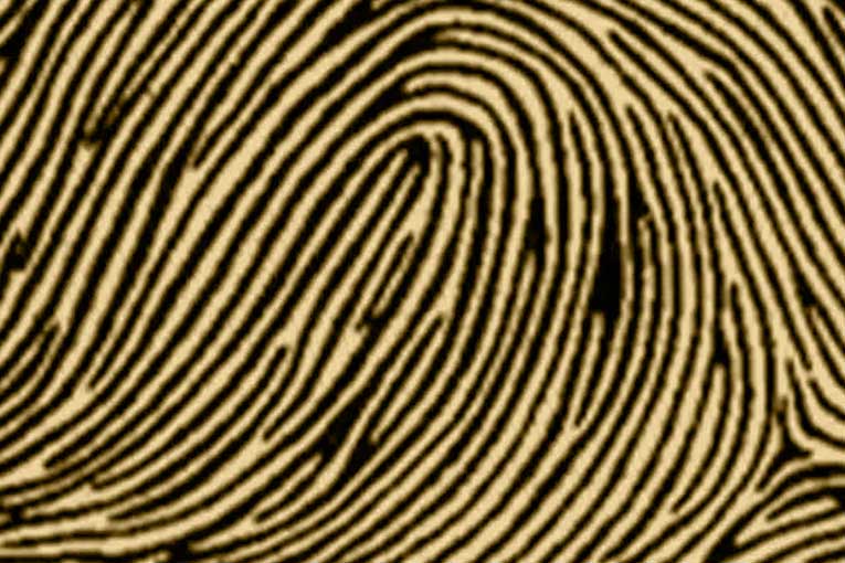 types of fingerprints ulnar loop