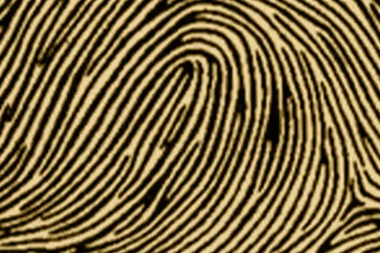 types of fingerprints ulnar loop